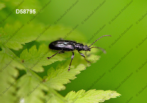 Plateumaris frosti (Donaciinae, Chrysomelidae)